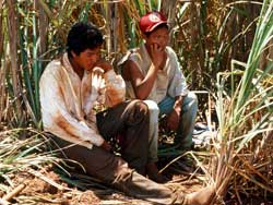 Guarani children work on the sugar cane fields which now cover much of their people's ancestral lands in Mato Grosso do Sul state